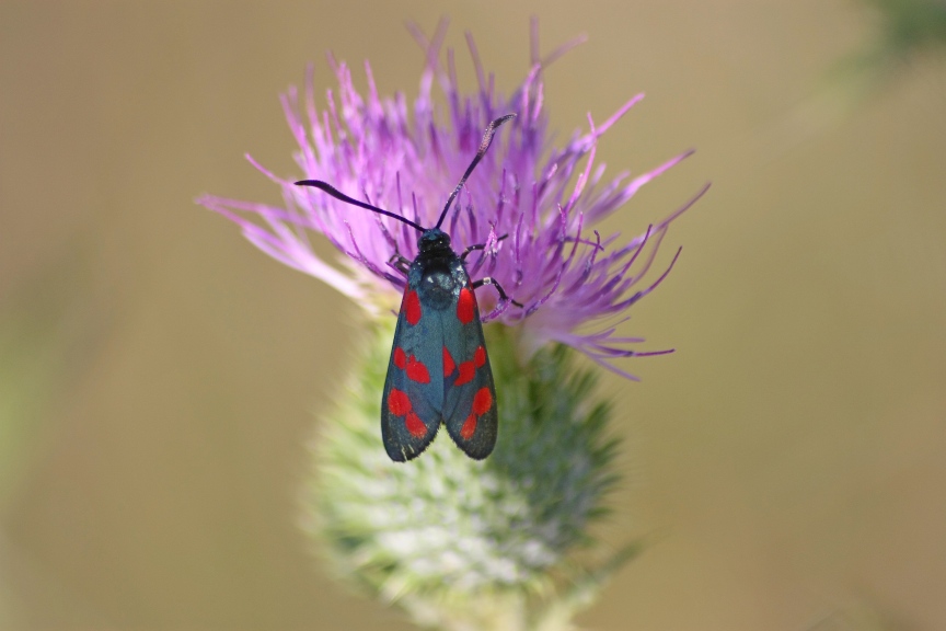 Amata phegea - Erebidae Arctiinae.........dal Trentino